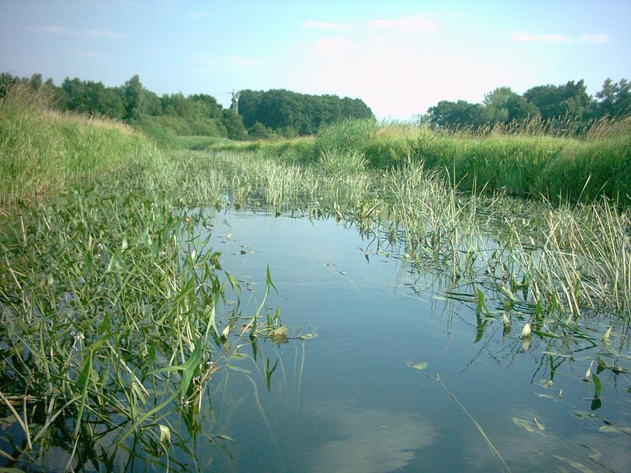 Brüeler Bach, Pfeilkraut