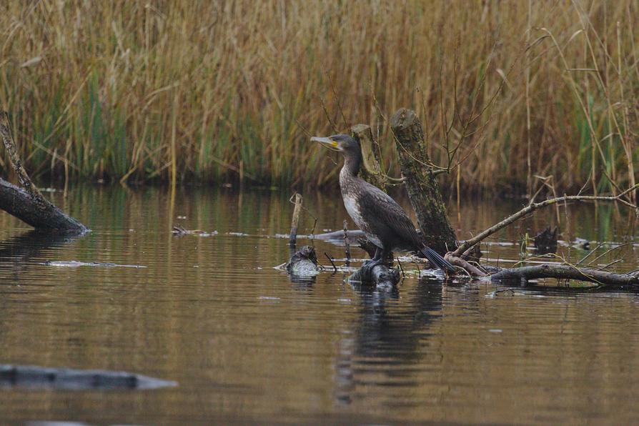 ein Kormoran auf der Schwentine