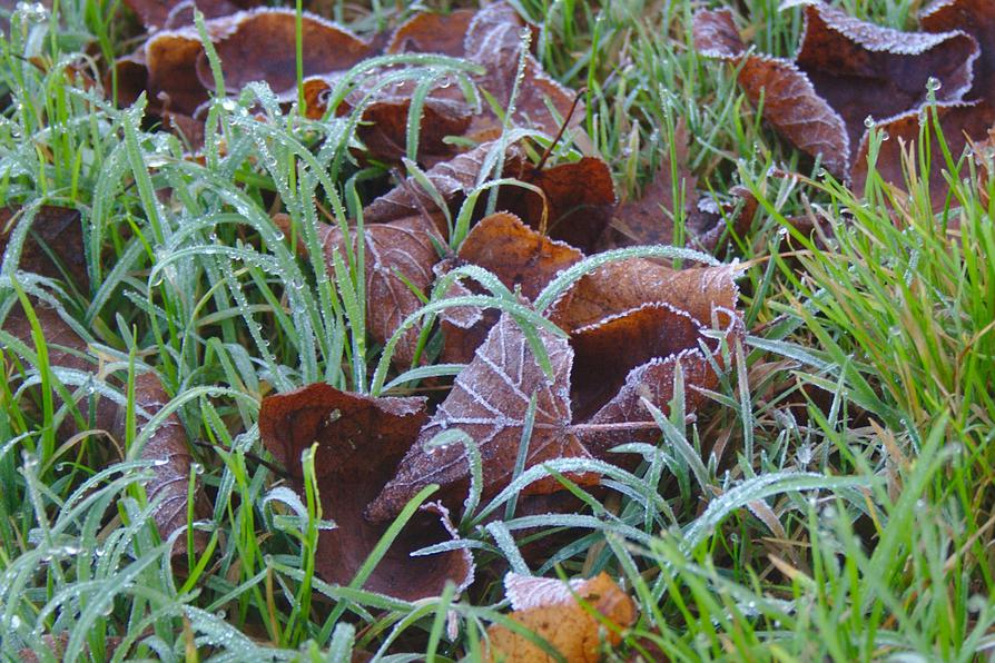 Bodenfrost an der Einsetzstelle am Kirchsee Bodenfrost an der Einsetzstelle am Kirchsee