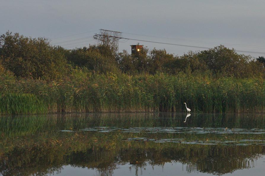 Silberreiher an der Peene