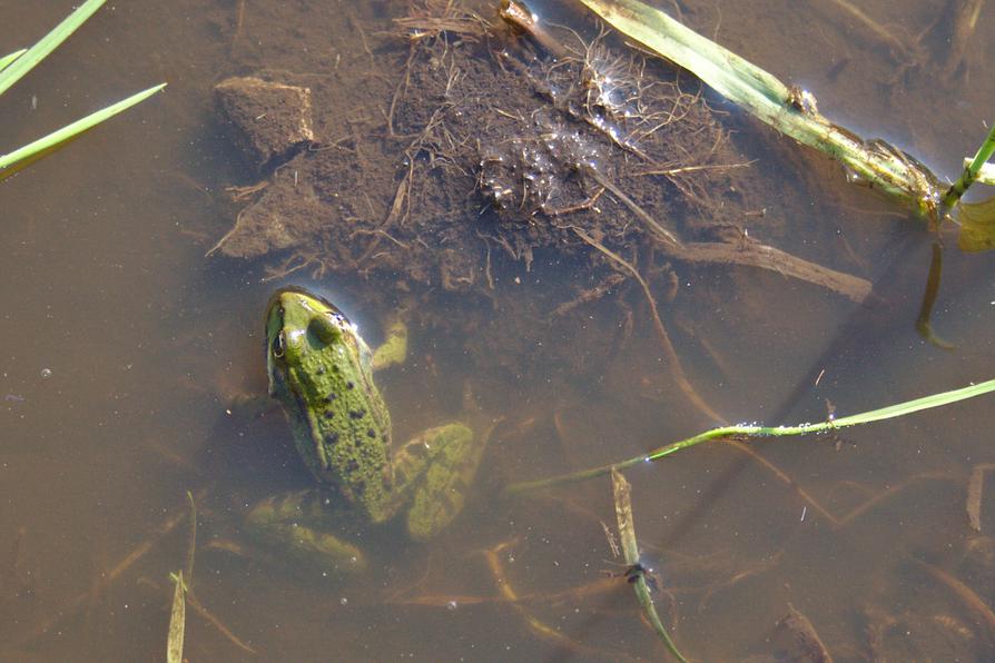 Wasserfrosch