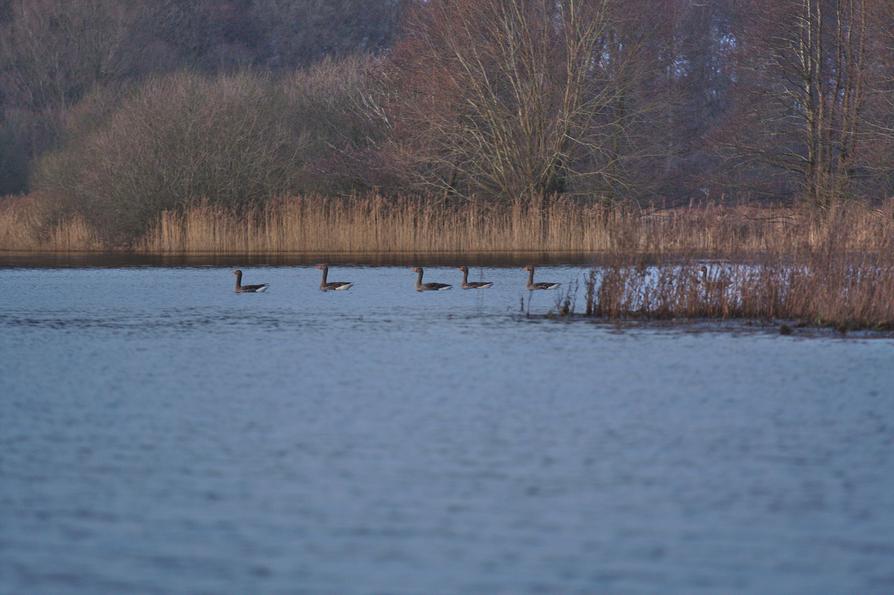 Graugänse auf dem Lanker See