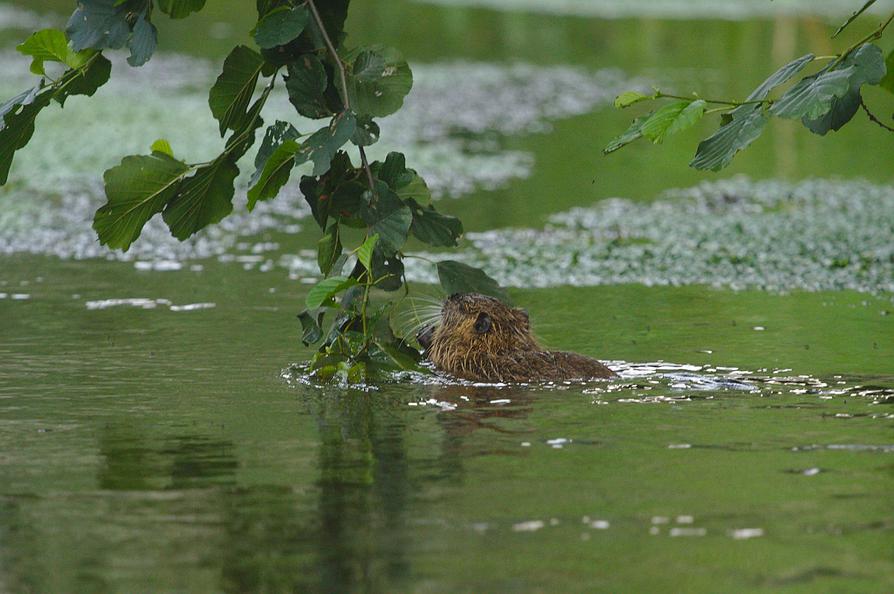 Nutria in der Ilmenau