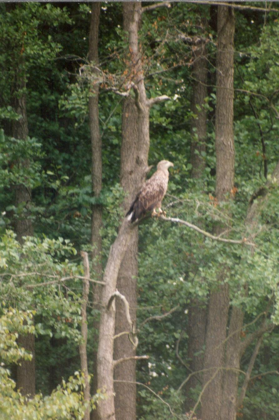 Seeadler