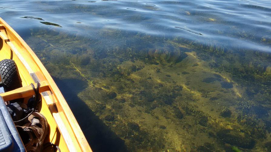 klares Wasser im Großen Plöner See