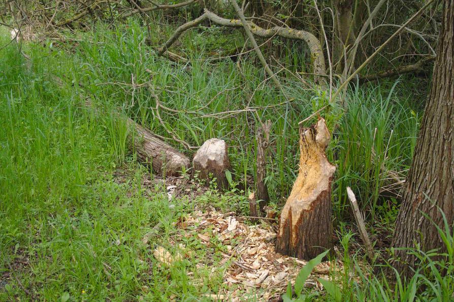 Biberwerk nahe der Peene