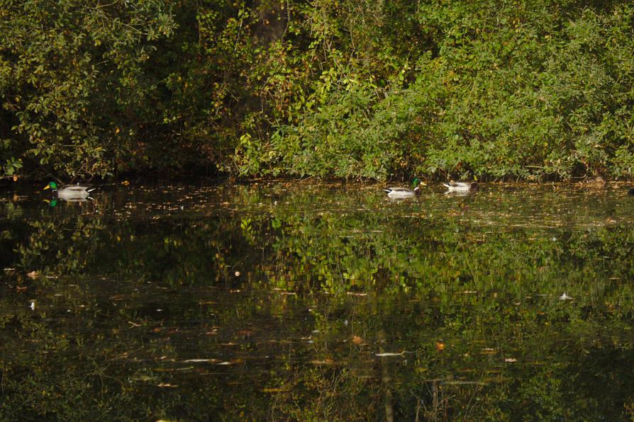 Stockentenmännchen auf dem Eider-Ring-Kanal