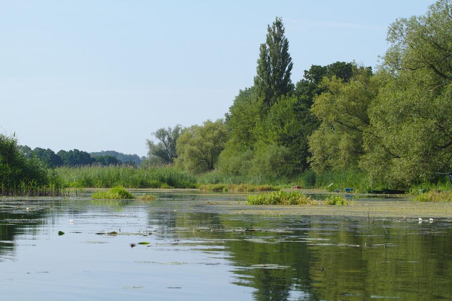 Havel-Altarm bei Bützer