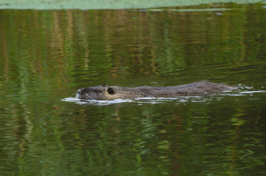 Nutria schwimmt in der Ilmenau