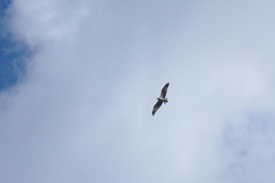Ein Fischadler über dem Großen Plöner See