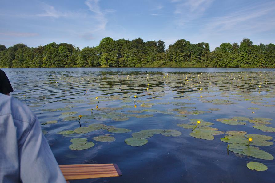 Teichrosen auf dem Fuhlensee