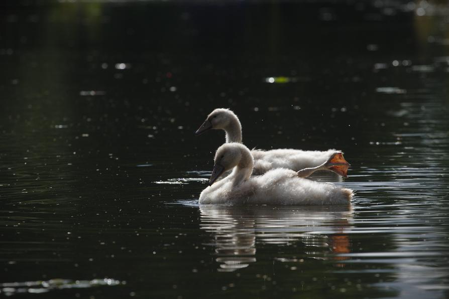 Schwäne auf dem Ziegeleikanal in Malliß