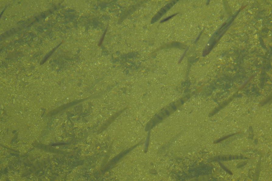 viele Fische im Dieksee