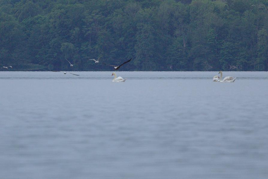 Seeadler auf der Jagd