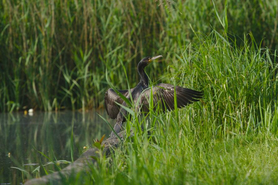 Kormoran als Nachbarn