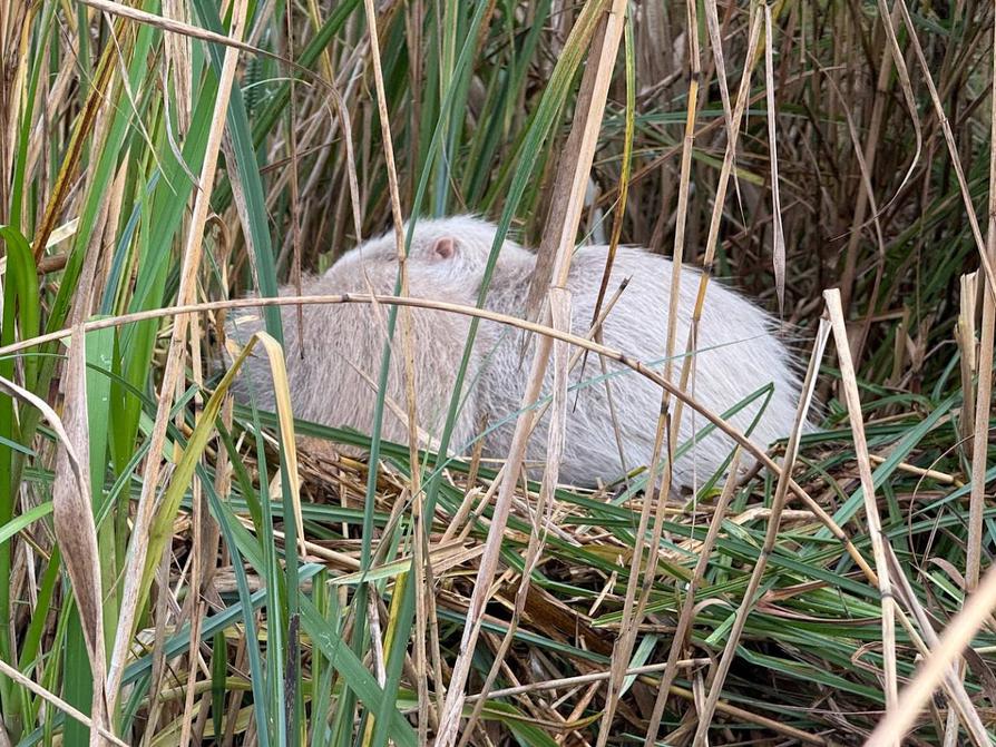 Nutria an der Schwentine
