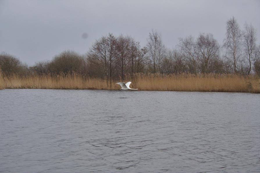 Höckerschwan auf dem Eider-Ring-Kanal