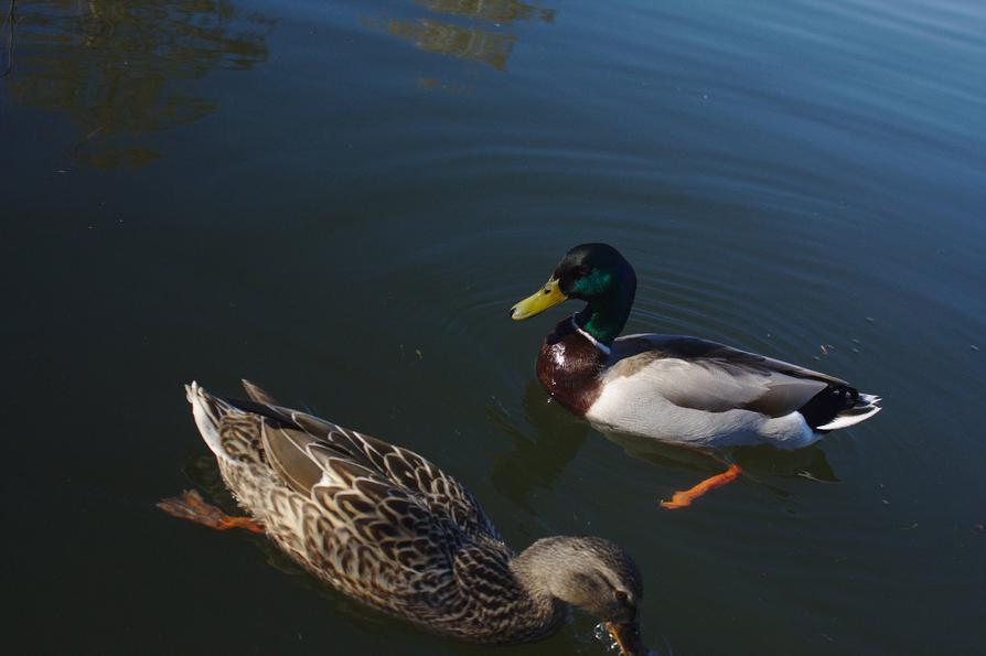 Stockenten auf dem Kirchsee in Preetz