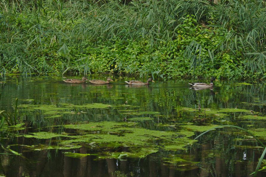Stockenten auf dem Rosensee Stockenten auf dem Rosensee