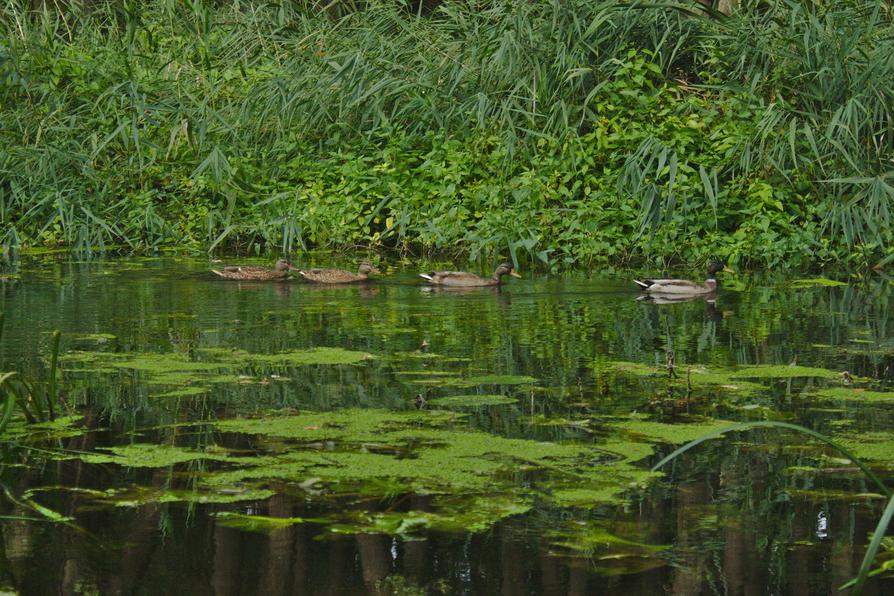 Stockenten auf dem Rosensee