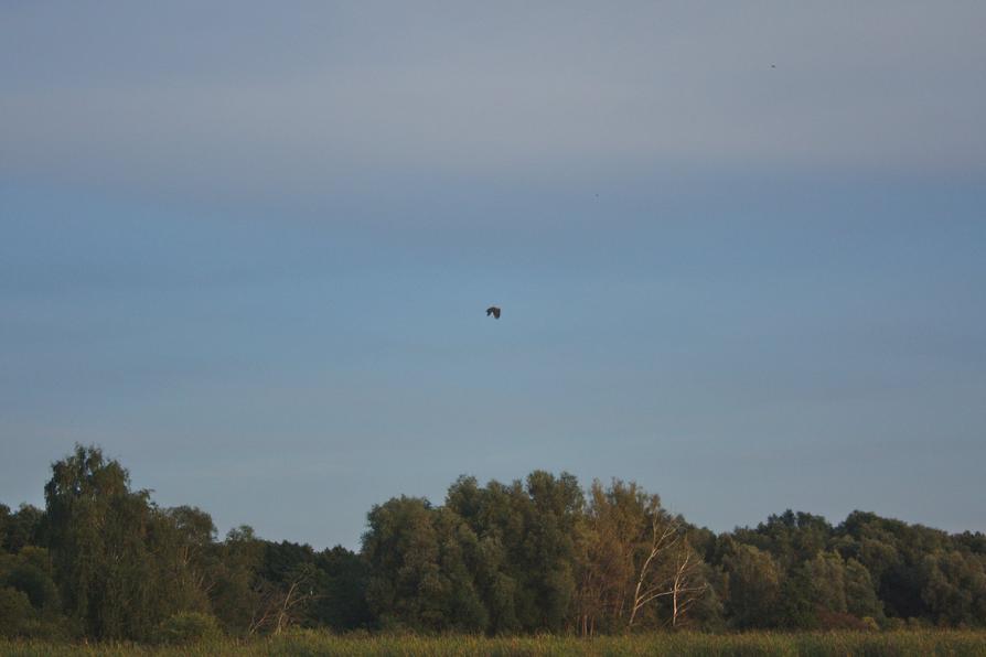 ein Seeadler über dem Mickowsee
