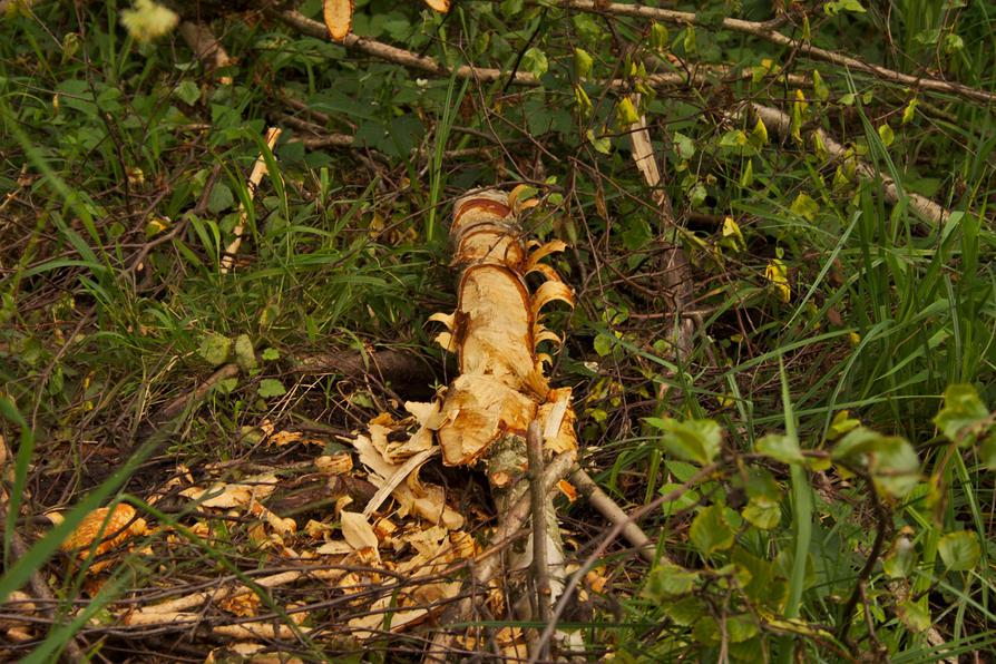 Biberfraß an der Schwanhavel Biberfraß an der Schwanhavel
