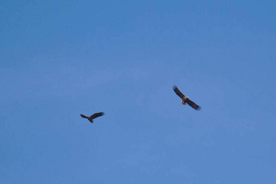 Seeadler an der Eider