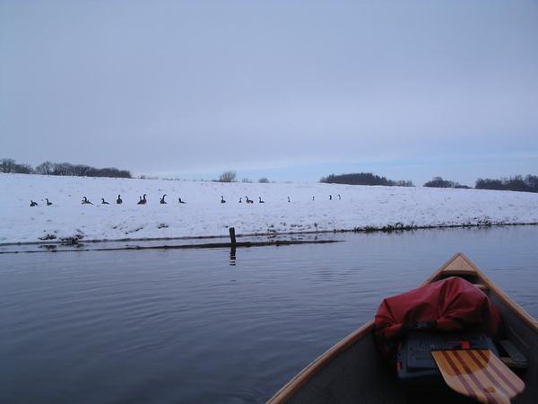 Kanadagänse an der Schwentine