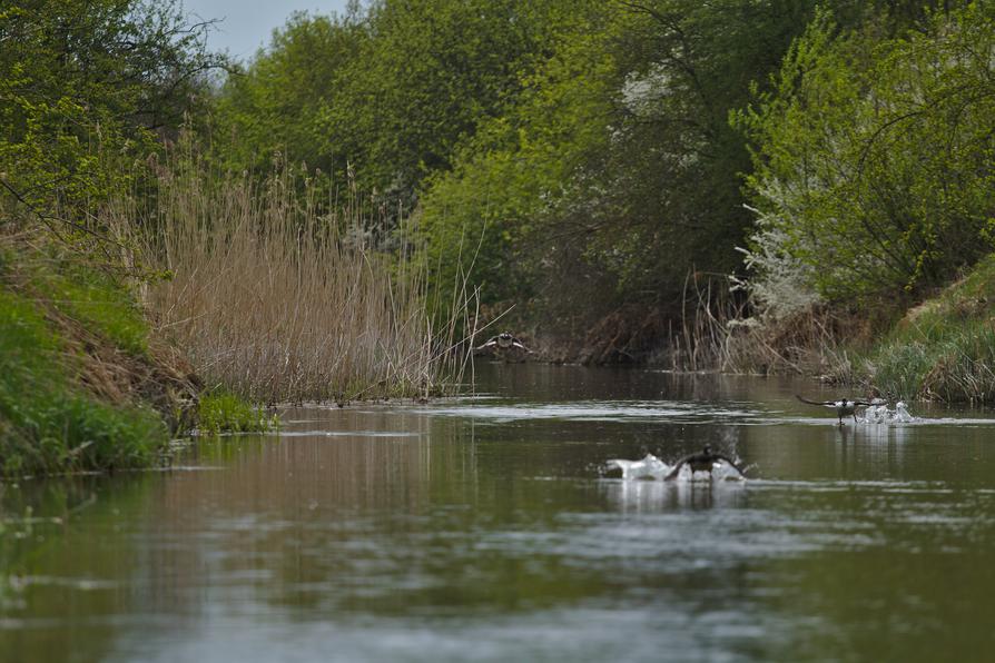 Schellenten auf der Trave