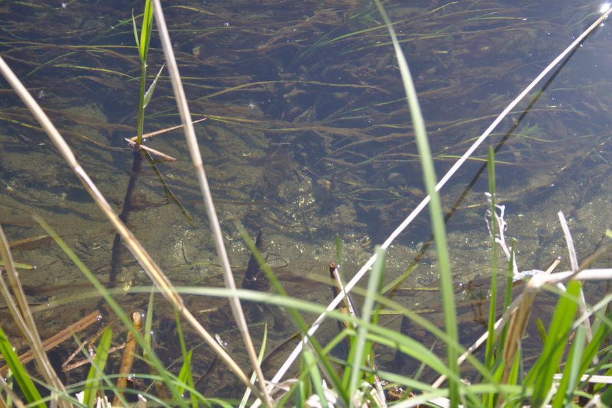 klares Wasser klares Wasser