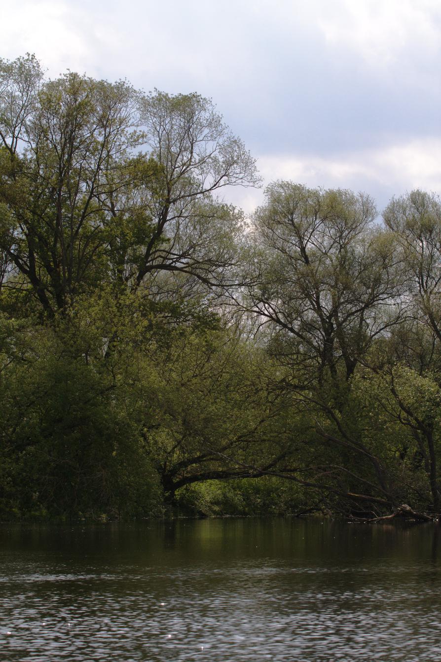 Gülper Havel, Wildnis bei Galberg Mühle