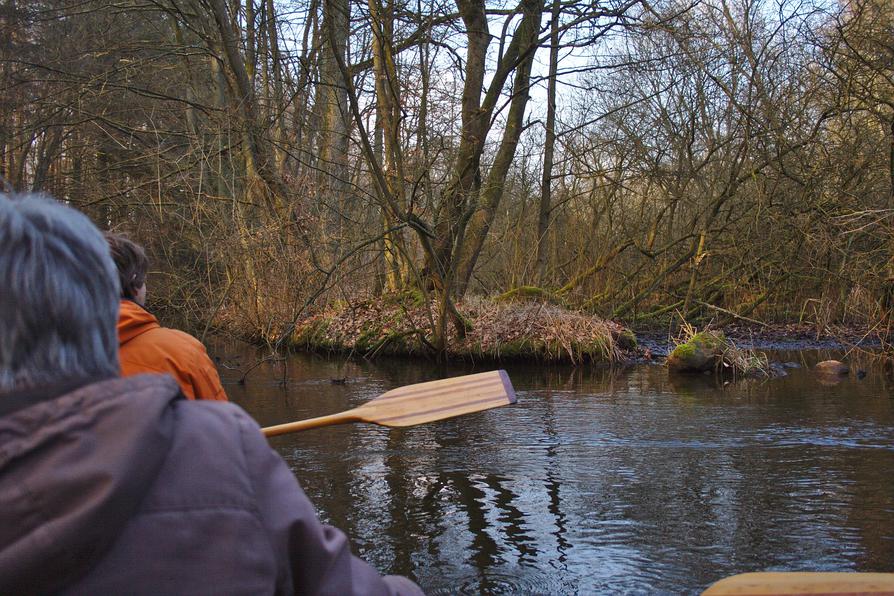 Ufer der Schwentine im Auenwald