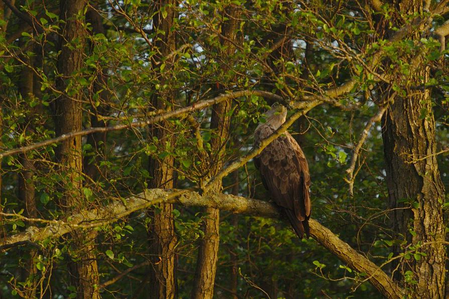 Seeadler auf einer Erle