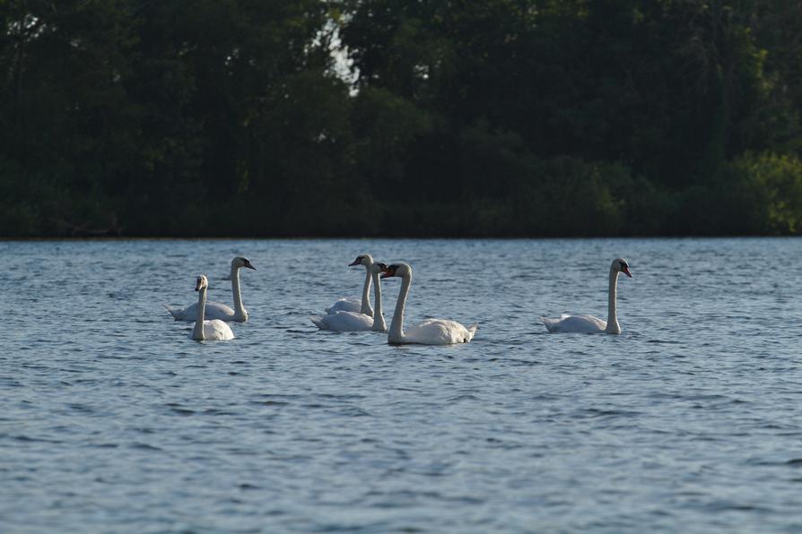 Eine Schwanenfamilie auf der Havel bei Ketzin