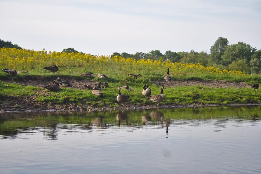 Kanadagänse an der Schwentine