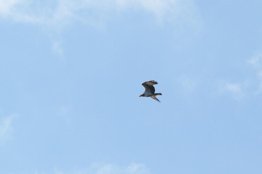 ein Fischadler über der Havel