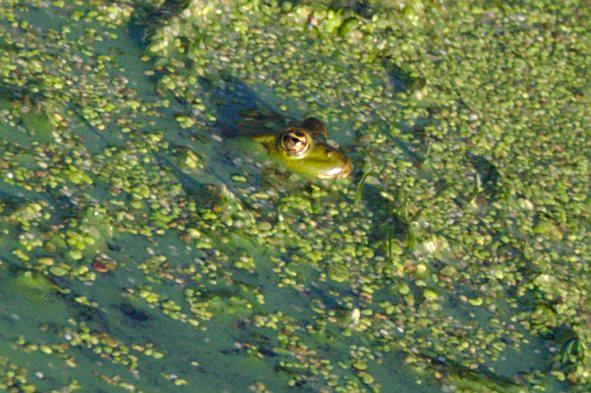 Wasserfrosch mit goldenen Augen Wasserfrosch mit goldenen Augen