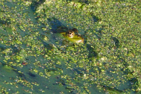 Wasserfrosch mit goldenen Augen