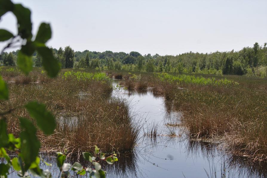 am renaturierten Moor bei Rethwisch