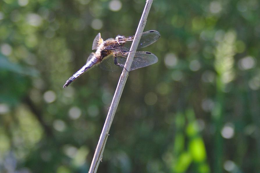 Plattbauch-Libelle an ihrem Sonnenplatz