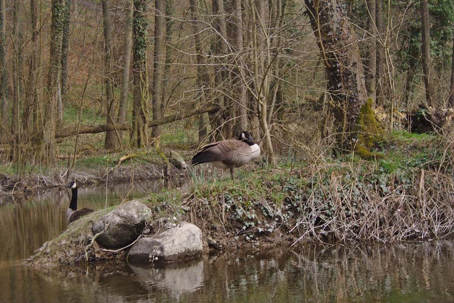 Kanadagänse beim Gut Rastorf Kanadagänse beim Gut Rastorf