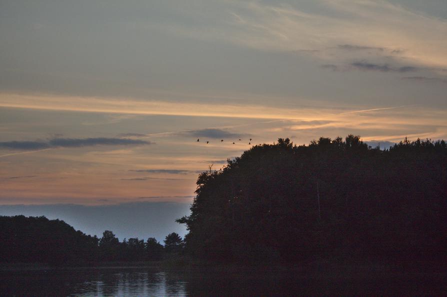 Kraniche in der Abendsonne