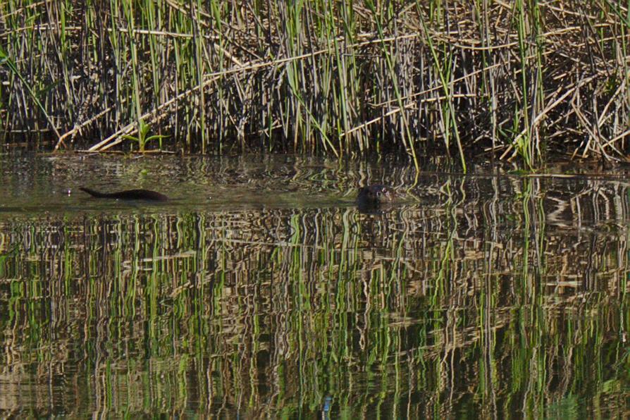 Fischotter in der Trebel