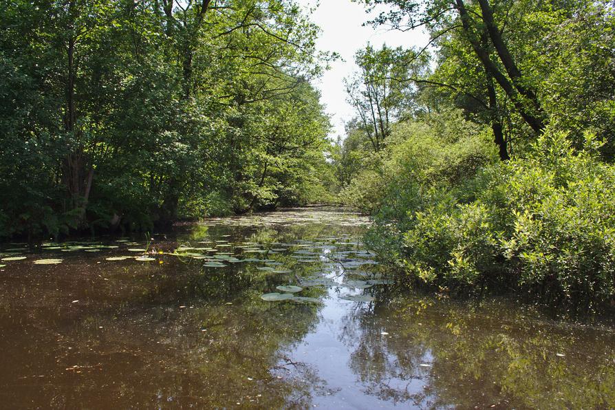 Neben-Kanal im Breitenburger Moor