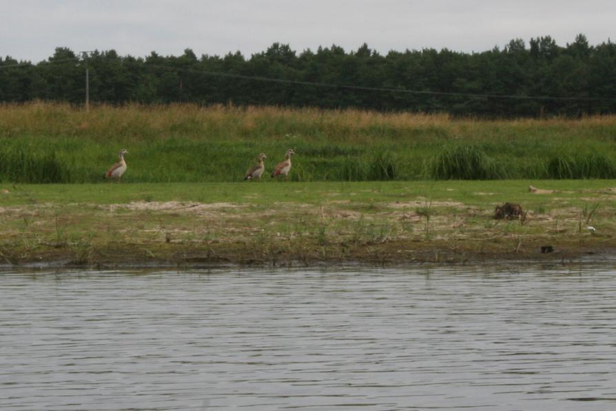 Nilgänse an der Havel