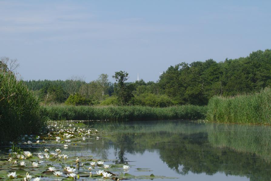 Seerosen auf der Recknitz