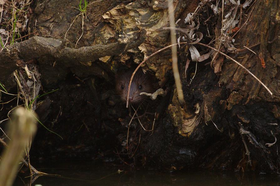 Mink im Wurzelwerk am Ufer der Schwentine