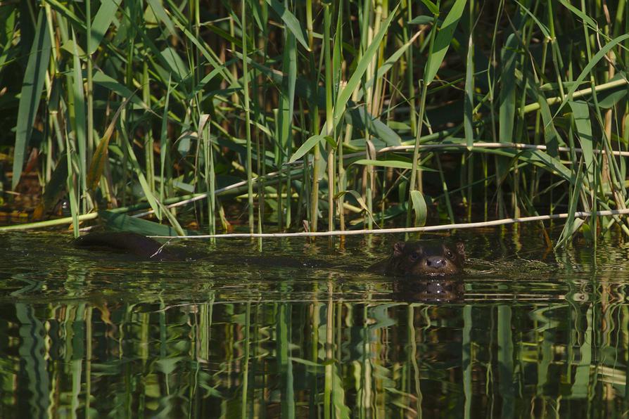 junger Fischotter in der Recknitz