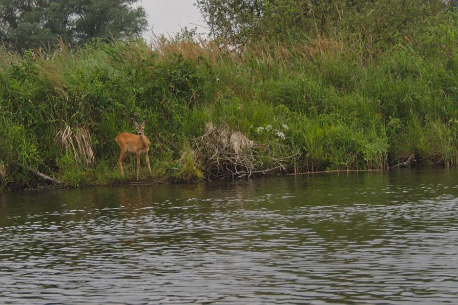 ein Reh am Ufer der Peene