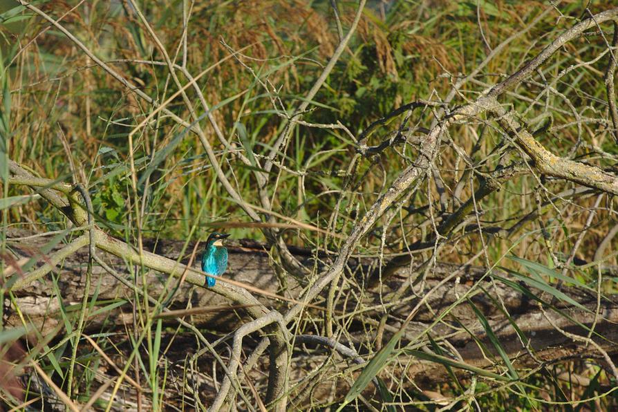 Eisvogel an der Peene